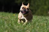 BOULEDOGUE FRANCAIS 866